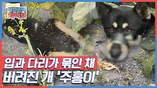 유채꽃밭에서 입과 다리가 묶인 채 버려진 개, 과연 누가 왜 이런 일을 벌인 것일까? KBS 220419 방송