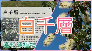 蜜粉源植物調查004～ 白千層（註：花粉易引起過敏）。 2024年12月1日