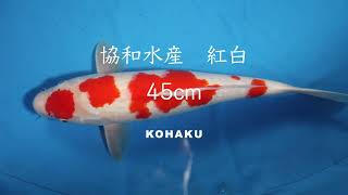 丸点紅白　45cm　錦鯉大地　KOITAICHI