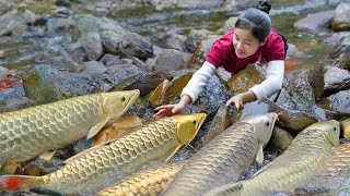 How To Catch Many Golden Fish to Cooking - Happy Meal with Family | Susan Daily Life