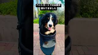 ペットカートでのお散歩に慣れてきた大型犬の子犬