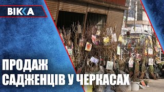 У Черкасах стартував продаж саджанців: де, по якій ціні, які сорти?