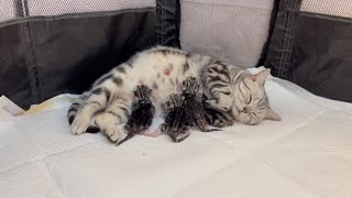 Cat birth + growth record, mother cat gave birth to 4 kittens