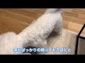 子犬のトイレトレーニング！要点を5つにまとめてみました。しつけ、お悩み解決【ビションフリーゼ】