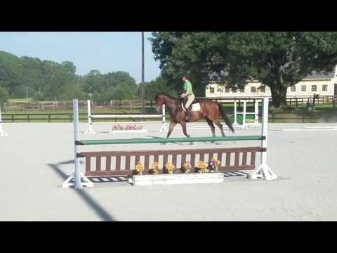 Legato OTTB Gelding Full Course Legato OTTB Gelding Full Course