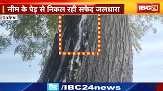 Datia News : नीम के पेड़ से निकल रही सफेद जलधारा | लोग बीमारी दूर होने का रहे दावा