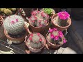 how to make a cactus bloom abundantly cactus collection