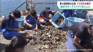 水産高校の生徒が自ら育てたイワガキを水揚げ　宮城・石巻市