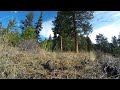 northern pygmy owl vs mouse