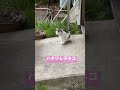 ネコと子ネコとおじさん　プチ家出中のハチワレ子ネコ　 shorts cat 猫 保護猫