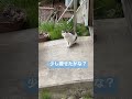 ネコと子ネコとおじさん　プチ家出中のハチワレ子ネコ　 shorts cat 猫 保護猫