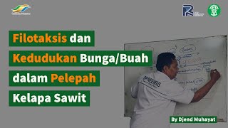 Filotaksis dan Kedudukan Bunga/Buah dalam Pelepah Kelapa Sawit