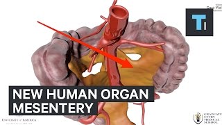 Why new human organ called mesentery is so important