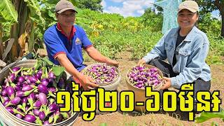 មិនមែនក្ដិបត្រប់...គោទេ ត្រប់ស្រួយពណ៍ស្វាយ១គីឡូ២៥០០៛ ដាំតែ២៥ថ្ងៃ បេះផ្លែលក់ ១០០-៣០០kg/ថ្ងៃ