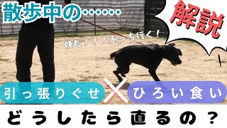 【#改善】引っ張り、拾い食い、くん活、動かない、『お散歩中の困った』を解決する動画　#犬#散歩#引っ張り癖#拾い食い#ラブラドルレトリバー