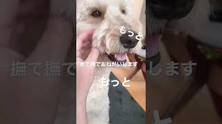 もっと！もっと！かまってください！ゴールデンドゥードル #ゴールデンドゥードル #いぬのきもち #dog #dogs