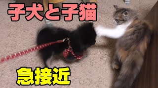 子犬と子猫がはじめてケージの外で会ってみた【ラガマフィン・ポメラニアン】