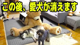 大変です！帰ったら愛犬が居ないんです。ハスキー犬と保護犬トイプードル