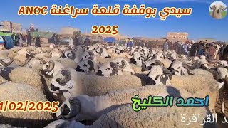 الفحول او حولية لي غدي يقدم احمد الكليخ اليوم في سيدي بوقفة ANOC 11/02/2025