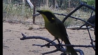 Yellow-tufted honeyeater (Lichenostomus melanops)