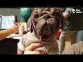 Stray Pug Makes The Most Amazing Transformation  | The Dodo