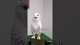 The story of an owl and a girl.#shortvideo #shorts #fyp #owl #cute #animals #amazing #funny