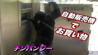 自動販売機で買い物をしよとするチンパンジー(chimpanzee )