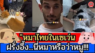 หมาไทยในเซเว่น ฝรั่งอึ้ง! นี่หมาหรือว่าหมู!! I คอมเม้นต่างชาติ