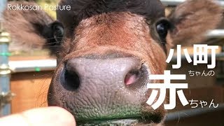 産まれたばかりの小町ちゃんの赤ちゃん【六甲山牧場】可愛い但馬牛の赤ちゃん❤ ママの小町ちゃんに溺愛される