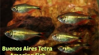 Buenos Aires Tetra: Amazing Fish