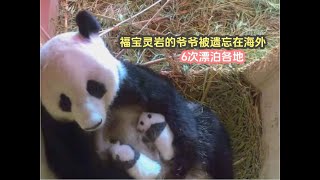 Grandpa of Giant Panda Fubao lingyan Forgotten 大熊猫福宝灵岩的爷爷被遗忘在海外，6次漂泊各地，老年还被派去打工