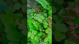 ଆଗରୁ କେବେ ଏମିତିକା ଗଛ ଦେଖିଚନ୍ତି।🍀🌳odia #youtube short viral #video/lovely lisa vlog