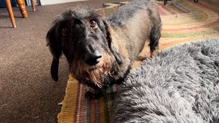 Trying to watch the Euros with Barkley the wire haired Dachshund