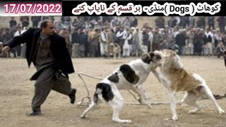 Cheapest Sunday Dogs Market 2022 | part-24 | Kohati gultair | Bully Dog | GSD | Pitbull @Pk Animals