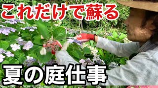 【必要最低限】夏で差が出る庭仕事        【カーメン君】【ガーデニング】【リフォーム18】【紫陽花剪定】