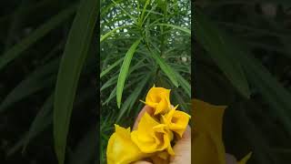 Yellow Oleander (कनेर ) flower #shorts #desi