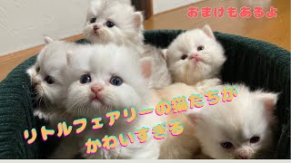 リトルフェアリーの猫たちがかわいすぎる