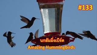 นกฮัมมิ่งเบิร์ดสวยงาม ชมธรรมชาติ Close Up of Beautiful Hummingbird Smallest Bird on the Earth.Ep.133