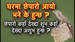 घरमा छेपारो आयो भने के हुन्छ ? chheparo Shubha Ashubha