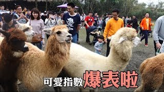 【親子旅遊】新竹北埔｜綠世界生態農場｜~羊駝可愛指數爆表啦!!【小腳ㄚ。勇闖開心島】#Vlog