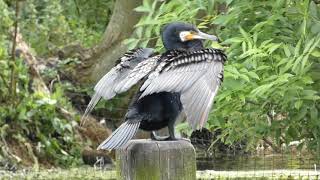 Cormorant drying in the wind