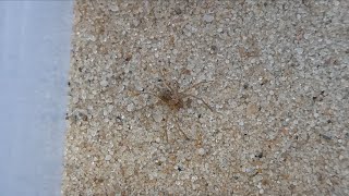 @Dangerouswild￼arachnids￼(12)Baby Six eyed sand spiders new ones all in the same video