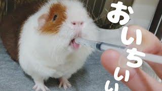 お薬が大好きすぎて荒ぶるモルモット【Guinea pig】＃049