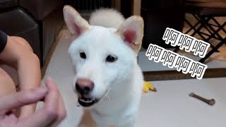 柴犬[nonya]搞笑视频4 #柴犬 #shiba #nonya #搞笑视频