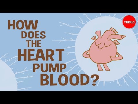 Why is the human heart more efficient than a frog heart?