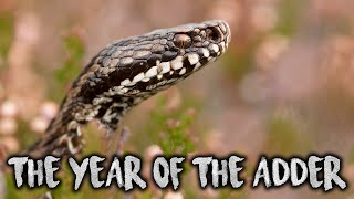 The year of the Adder - Alpine Vipers EP. 1 (Vipera berus) [ Wildlife Documentary ]