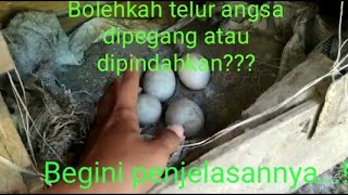 Apakah telur angsa boleh dipegang/dipindah sarang???Begini penjelasanya..!!!#ternakangsa