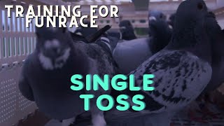 100 PESOS BIRD SININGLE TOSS NAMIN SA BULACAN | UUWI KAYA?