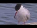 common terns sterna hirundo