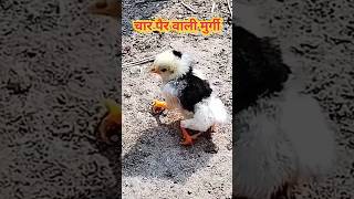 चार पैरों वाली मुर्गी 🤯 विदेशी मुर्गी 🤯 #shorts #youtubeshorts #shortsvideo #minivlog #chicken